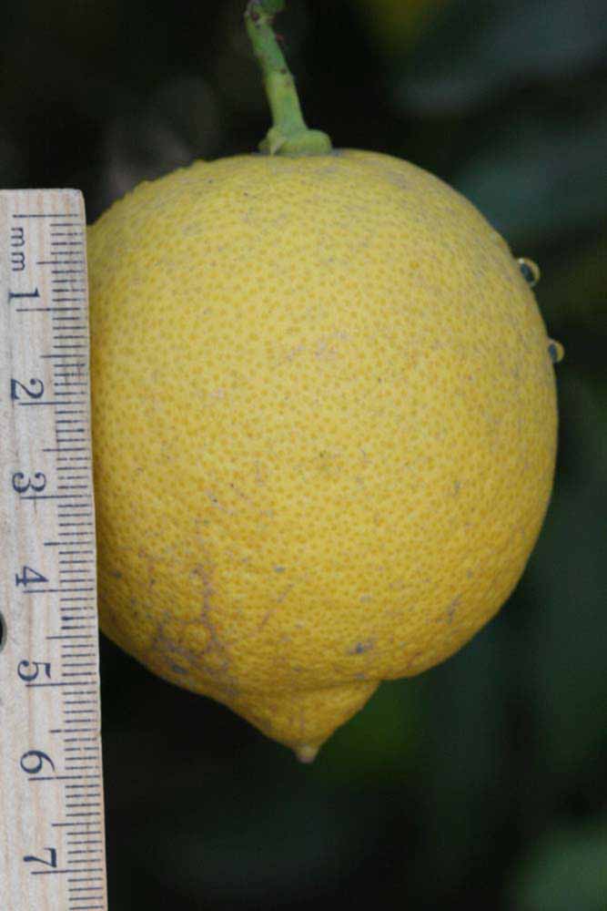                 Fruit (Lupe, Riverside, CA)       